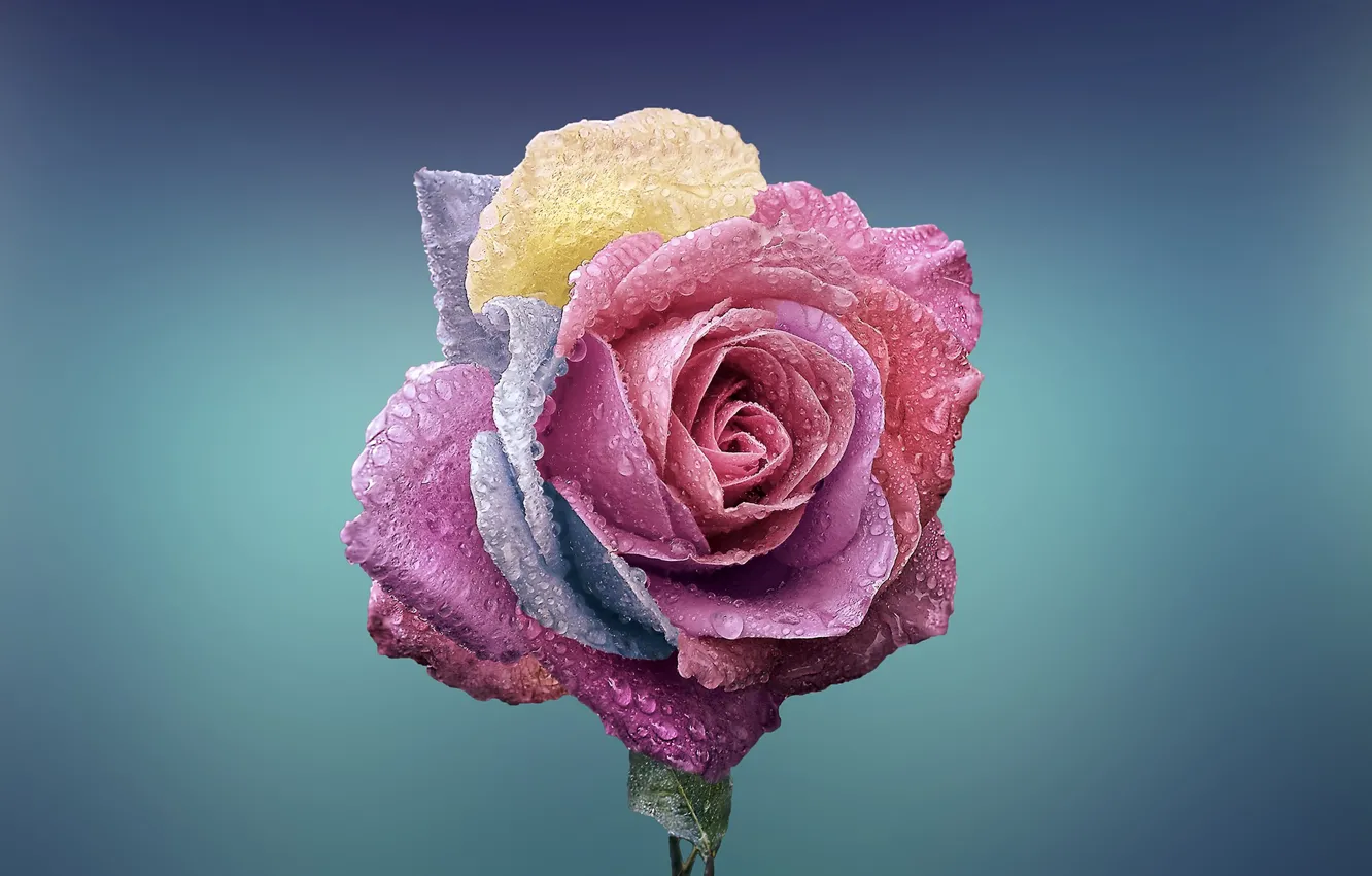 Photo wallpaper flower, background, roses, droplets of water