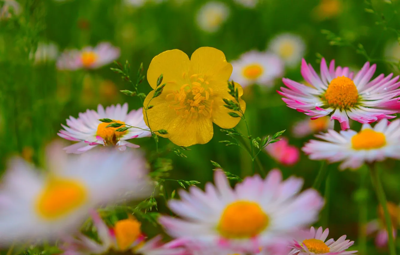 Photo wallpaper spring, flowers, flowers, spring