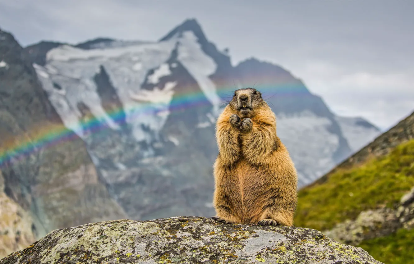 Photo wallpaper mountains, rainbow, marmot, rodent