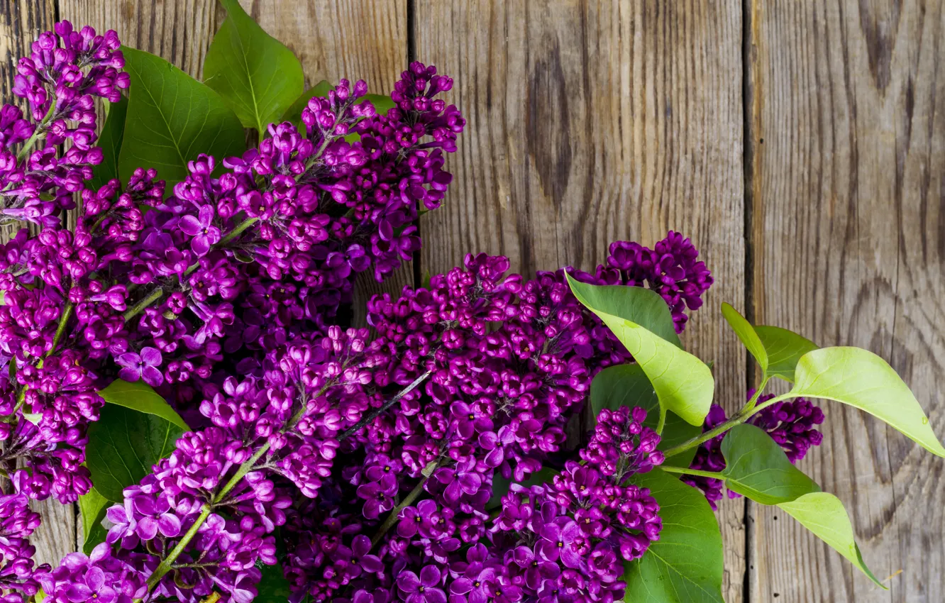 Photo wallpaper flowers, branches, wood, flowers, lilac, spring, lilac