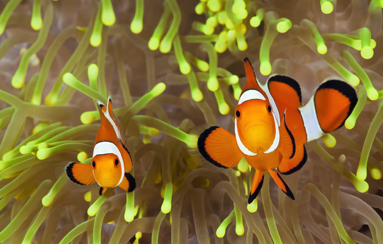 Photo wallpaper colorful, underwater, ocean, nature, fish, sea anemone, Clownfish, Tom