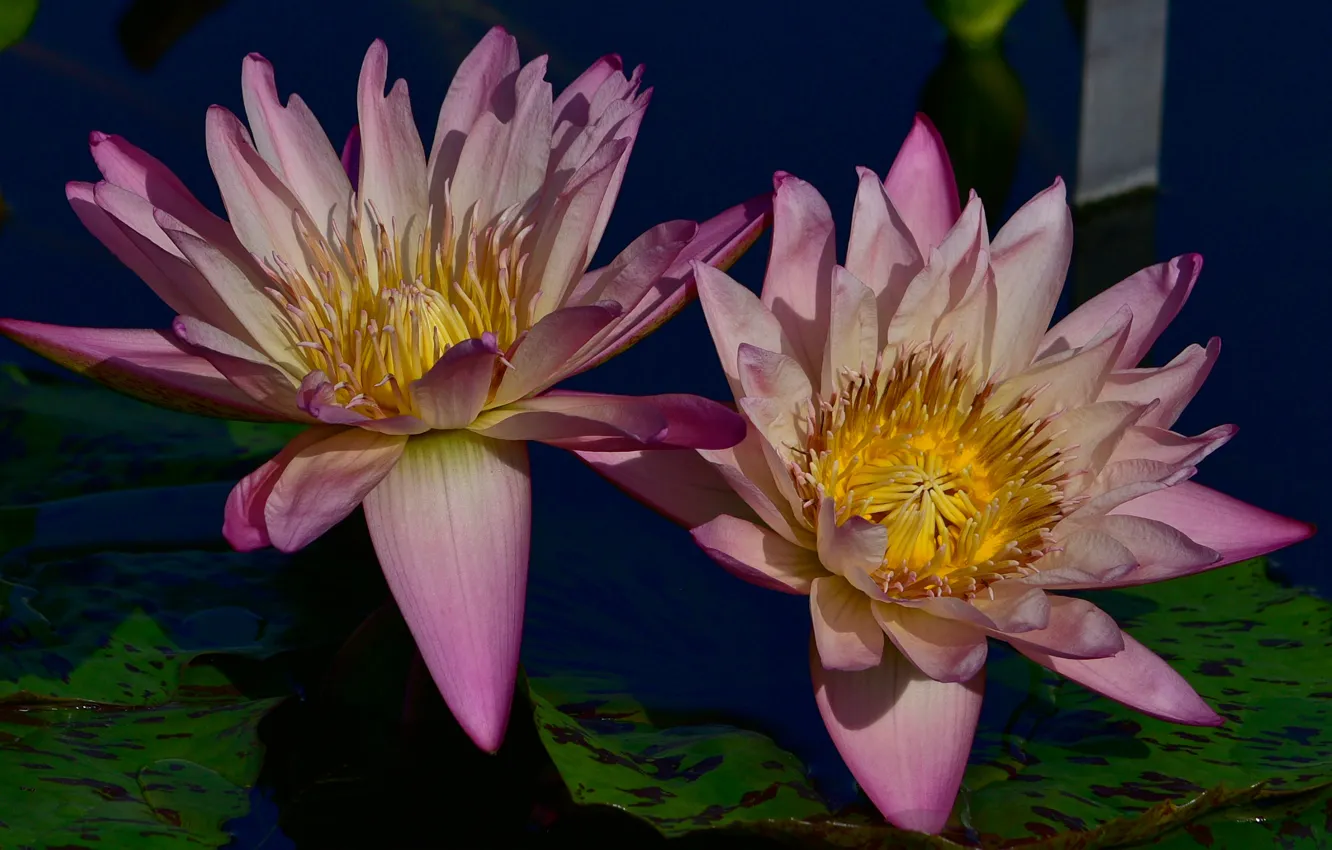 Photo wallpaper leaves, the dark background, Lily, two, petals, pink, buds, water lilies