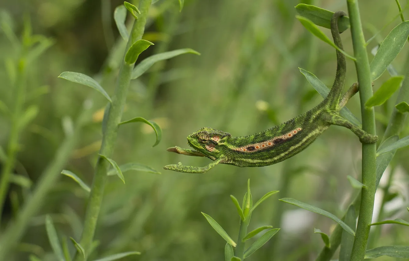 Photo wallpaper greens, chameleon, disguise