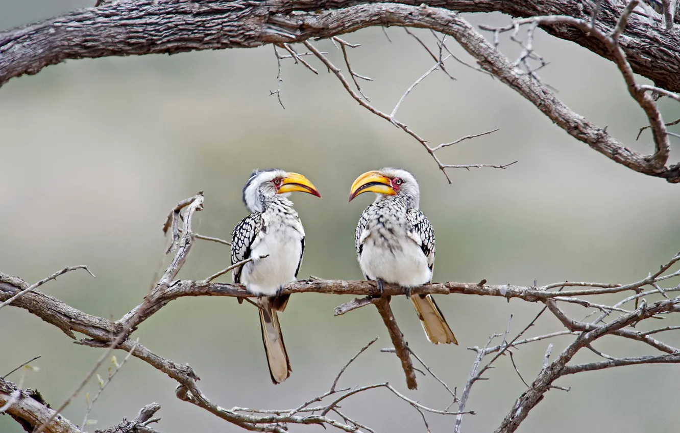 Photo wallpaper birds, branch, beak, a yellow-billed of calao