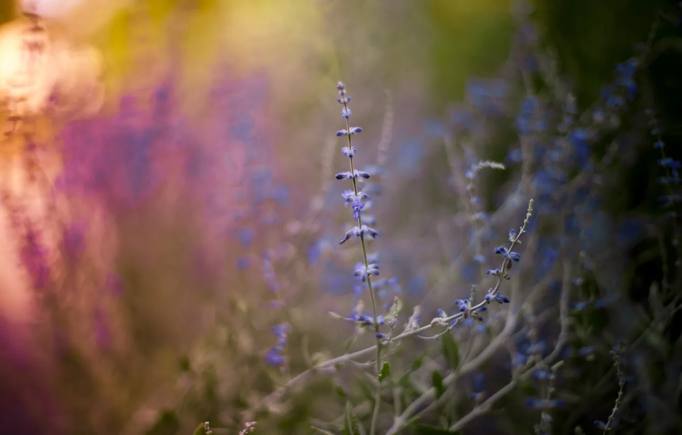 Photo wallpaper field, summer, grass, nature, morning