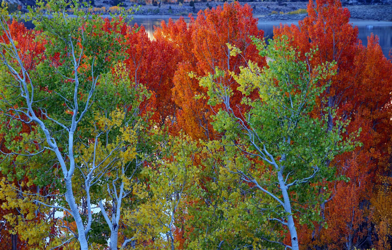 Photo wallpaper autumn, leaves, trees, lake, CA, USA, June Lake