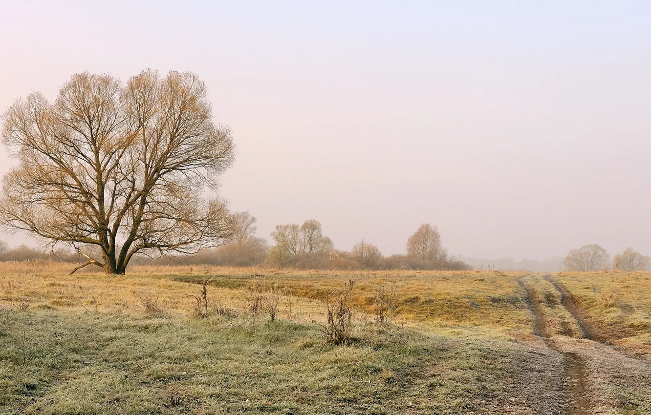Photo wallpaper field, trees, fog