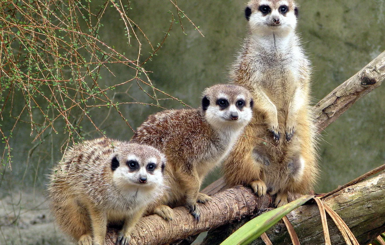 Photo wallpaper look, meerkats, Trinity