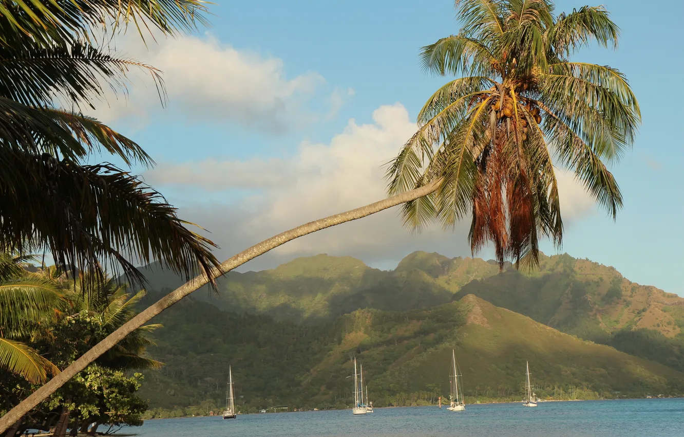 Photo wallpaper sea, mountains, tropics, palm trees, coast, yachts, French Polynesia