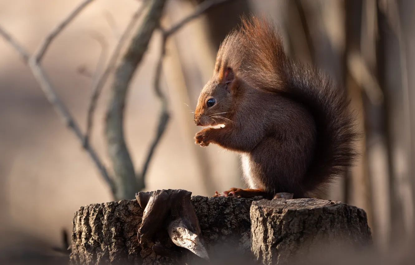 Photo wallpaper branches, stump, protein, tail, profile, bokeh