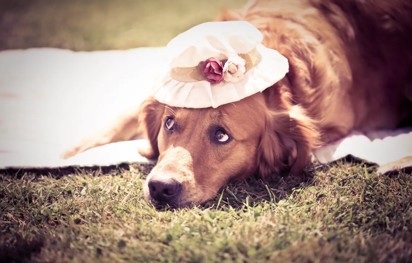 Photo wallpaper summer, dog, hat, dog, cute