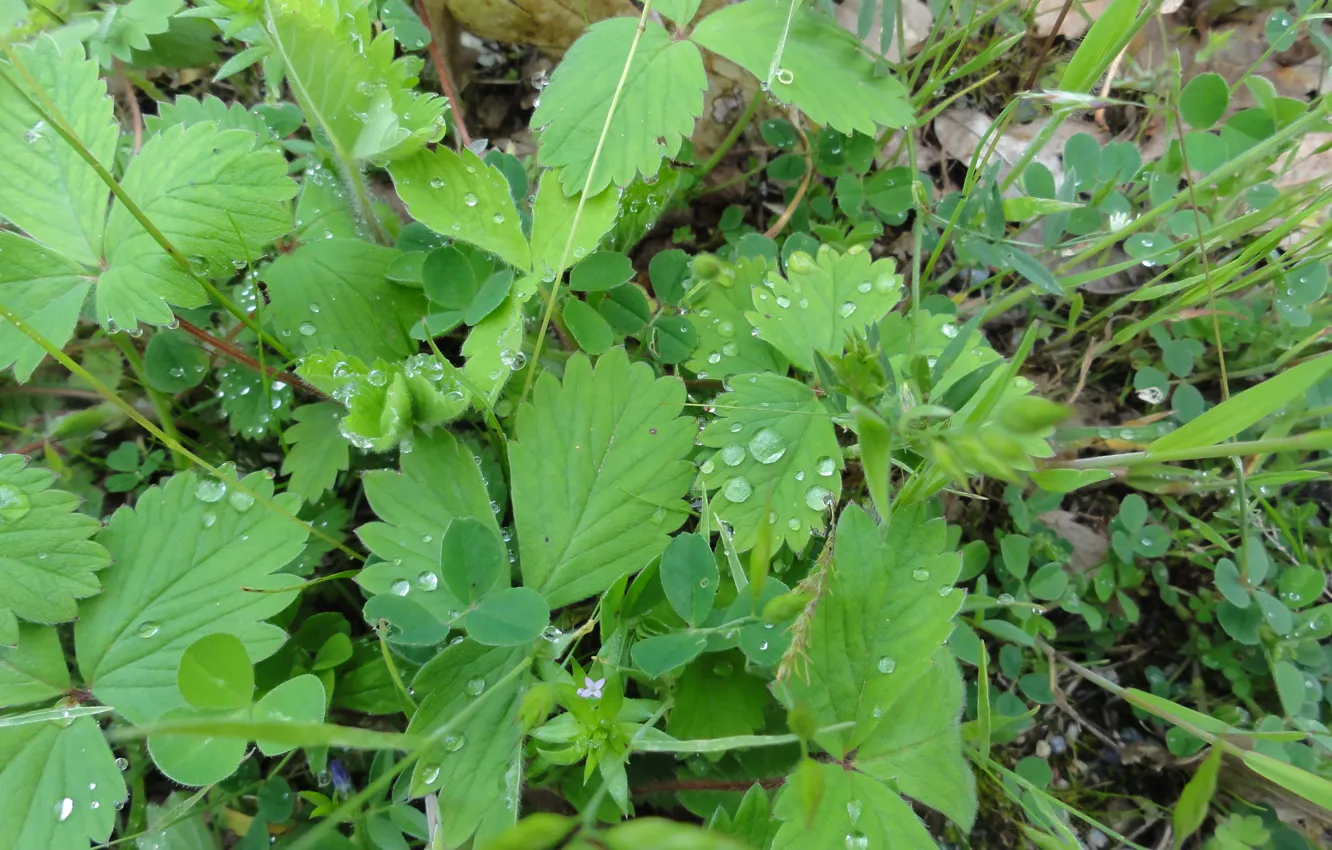 Photo wallpaper green, macro, drops