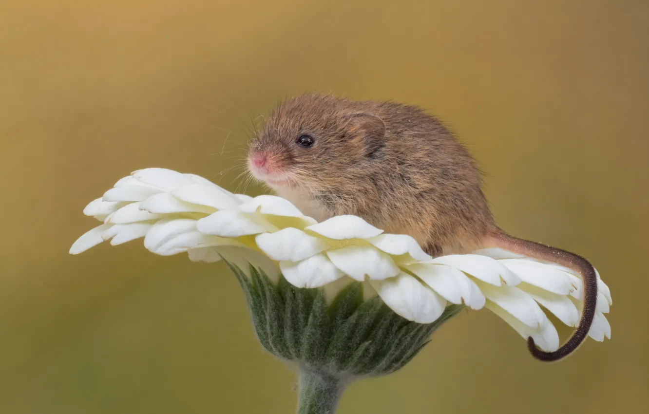 Photo wallpaper flower, macro, background, rodent, gerbera, The mouse is tiny, Harvest mouse