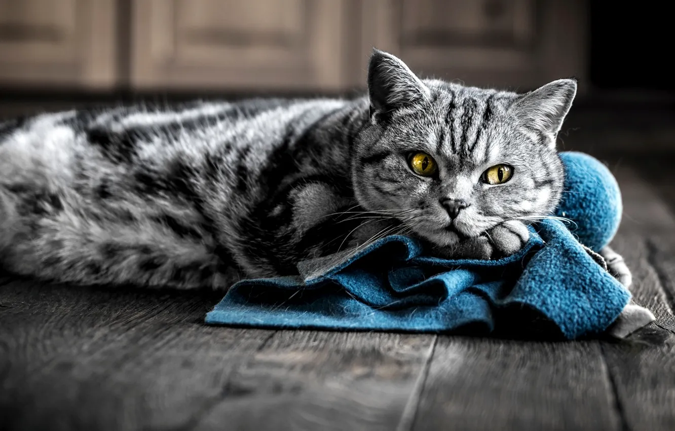 Photo wallpaper cat, eyes, cat, grey, yellow, fabric, color, striped