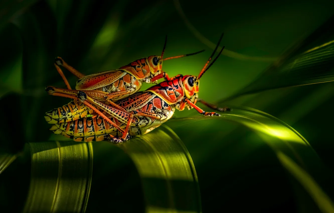 Photo wallpaper grass, pair, insect, grasshopper