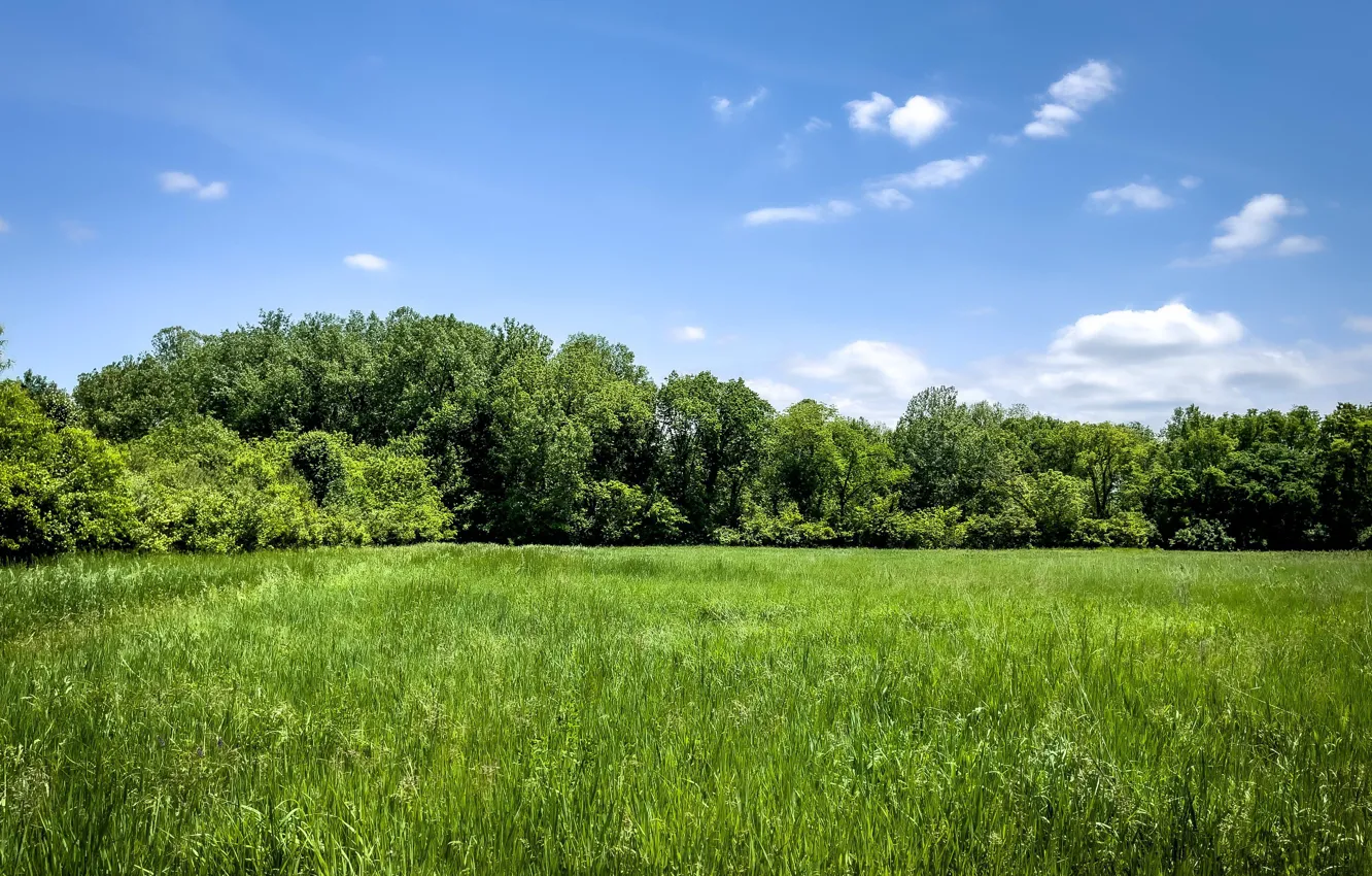 Photo wallpaper grass, forest, sky, trees, nature