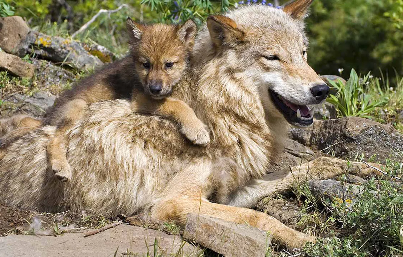 Photo wallpaper nature, Gray Wolf, face, animal, wolf, canis lupus, wildlife, head