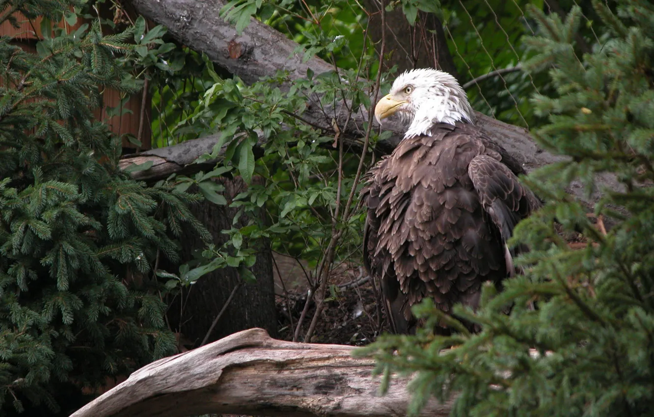 Photo wallpaper greens, trees, eagle