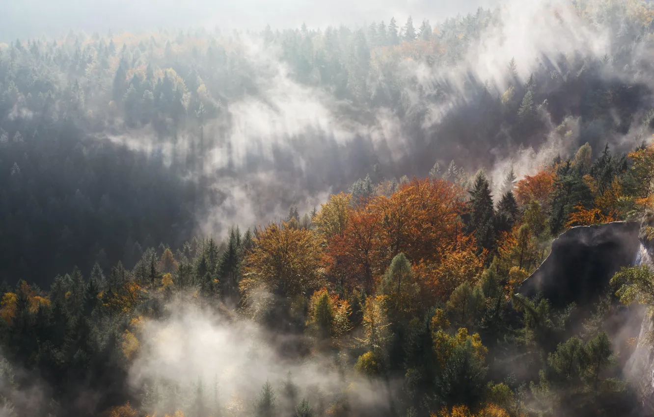 Photo wallpaper autumn, forest, light, trees, nature, Germany, haze