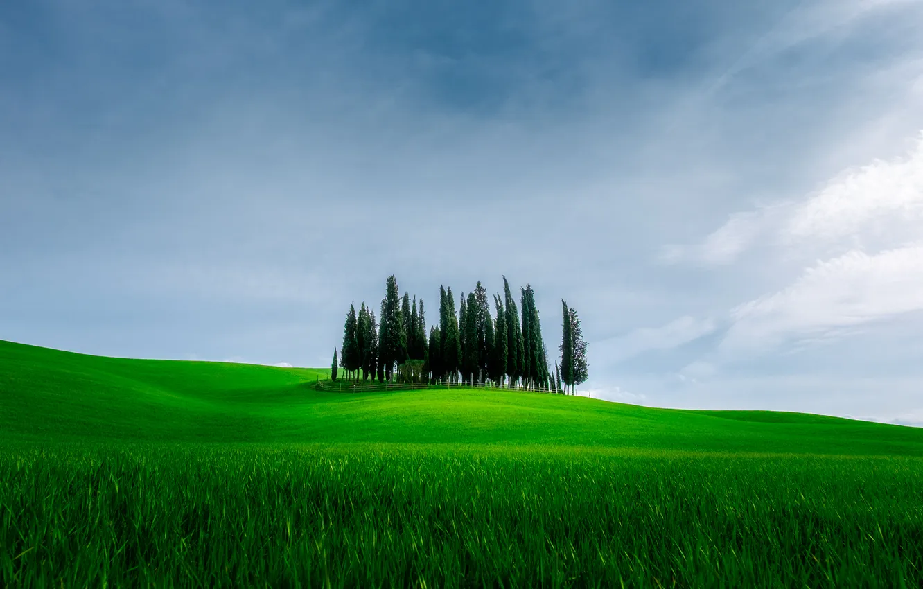 Photo wallpaper field, the sky, trees