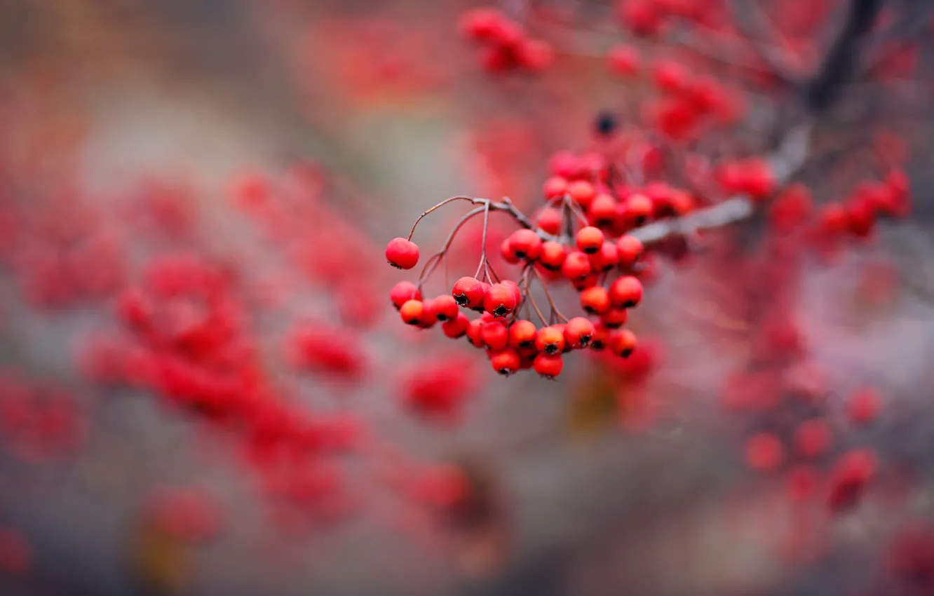 Photo wallpaper nature, berries, Rowan