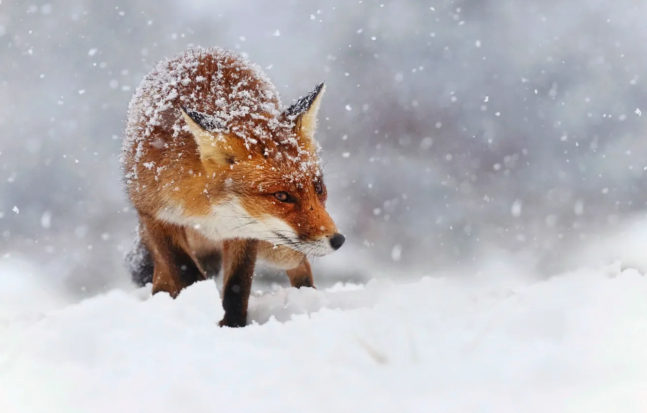 Photo wallpaper winter, snow, snowflakes, nature, Fox, red, Fox, bokeh