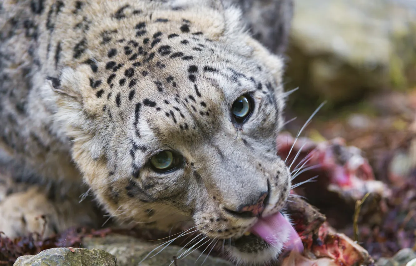 Photo wallpaper language, cat, look, face, predator, IRBIS, snow leopard, ©Tambako The Jaguar