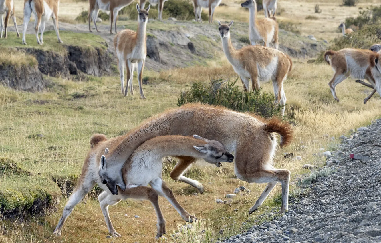 Photo wallpaper fight, the herd, dry grass