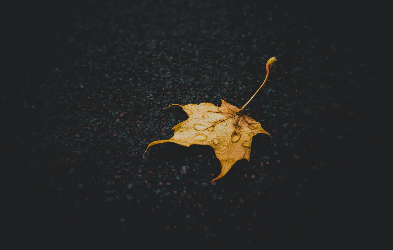 Photo wallpaper road, autumn, drops, yellow, the dark background, one, leaf, after the rain