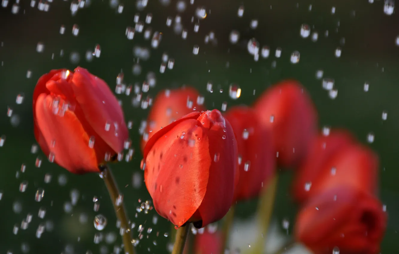 Photo wallpaper water, drops, macro, flowers, nature, rain, tulips, red