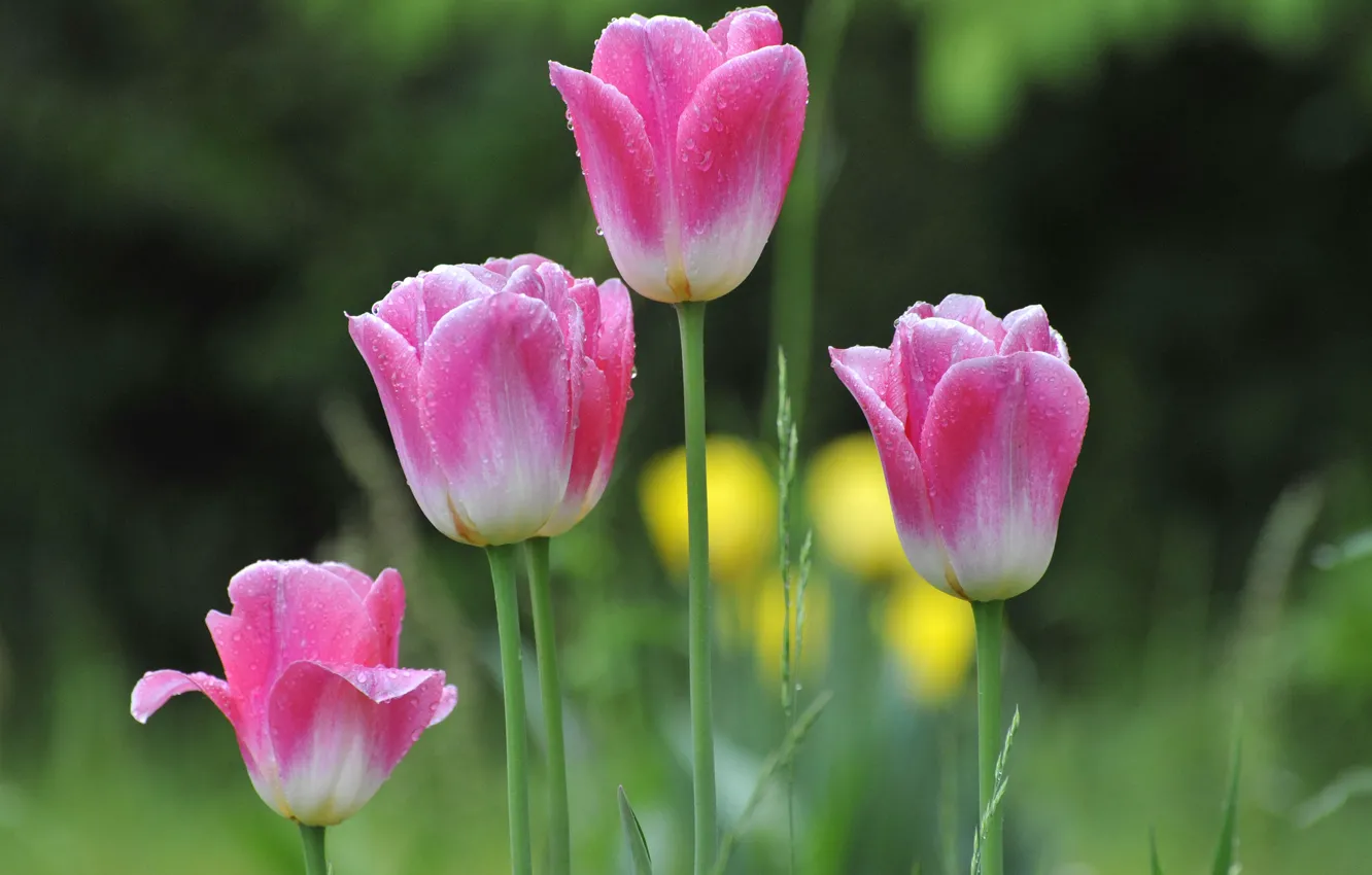 Photo wallpaper spring, petals, garden, meadow, tulips