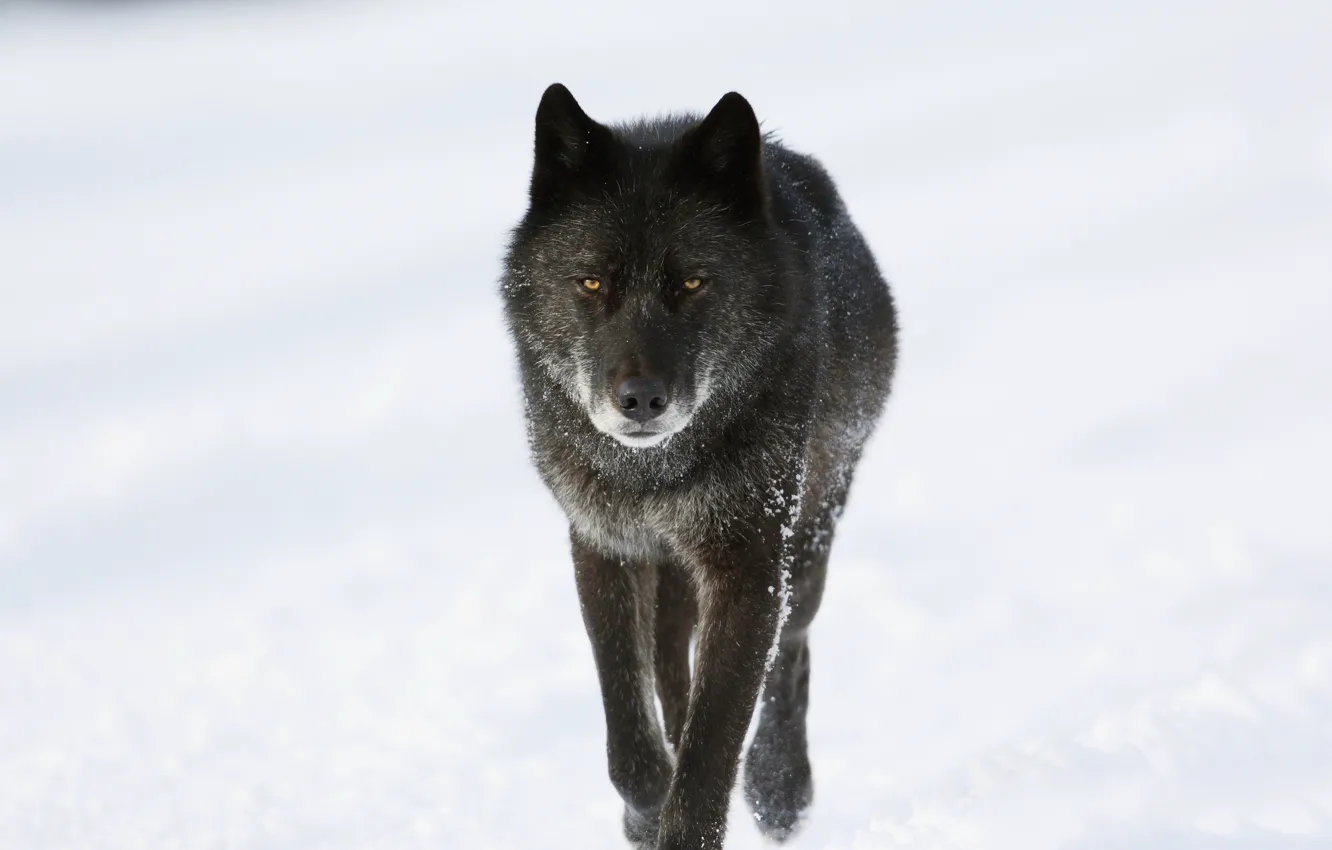 Photo wallpaper winter, snow, wolf, predator