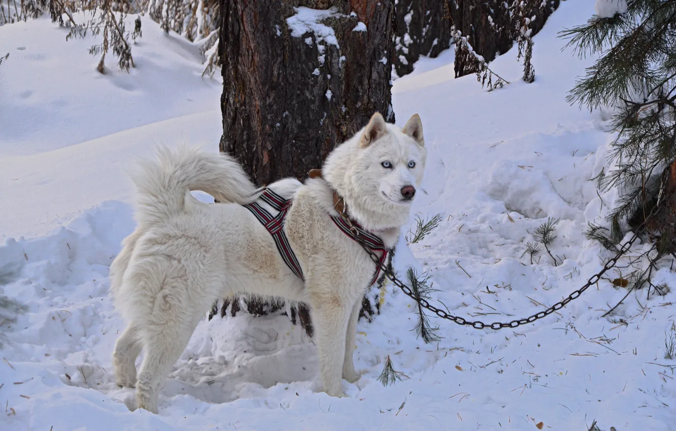 Photo wallpaper dog, white, forest, husky, dog, snow, husky, friend