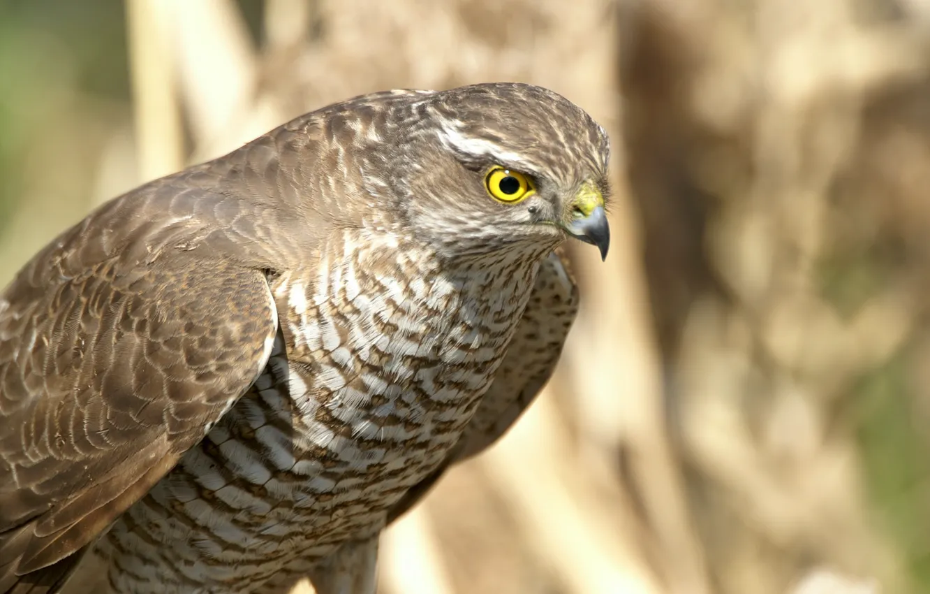Photo wallpaper look, or small hawk (Accipiter nisus), vysmatrivaya victims, the willingness to attack, Sparrowhawk