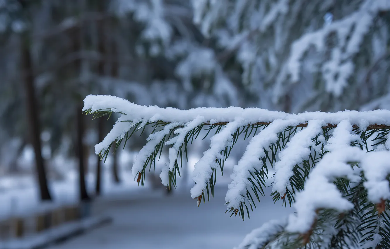 Photo wallpaper winter, snow, branches, nature, spruce