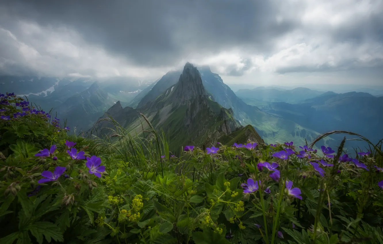 Photo wallpaper flowers, mountains, Switzerland, Alps, top, panorama, Switzerland, Alps