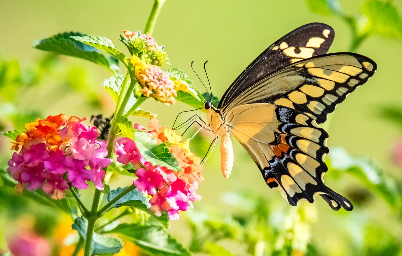 Photo wallpaper flowers, butterfly, wings