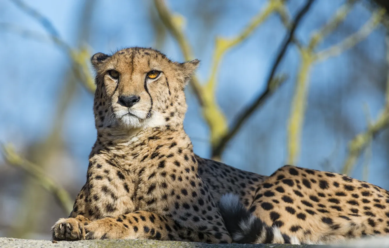 Photo wallpaper cat, stay, Cheetah, ©Tambako The Jaguar