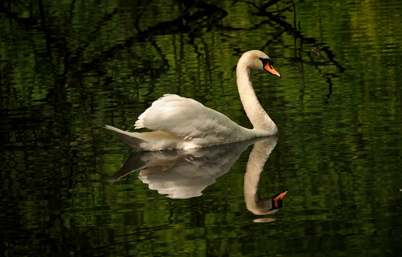Photo wallpaper water, bird, ruffle, grace, Swan
