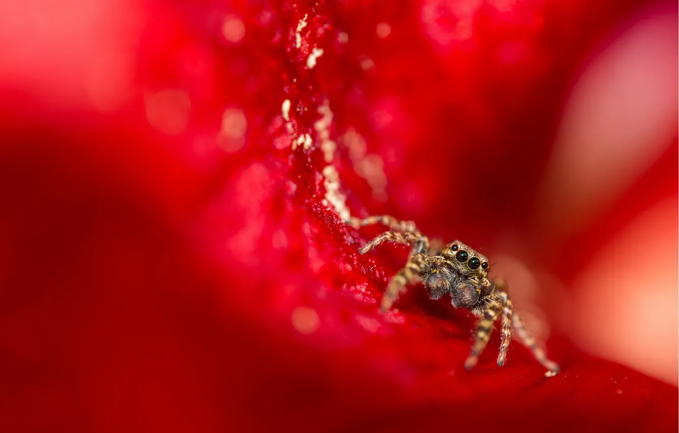 Photo wallpaper nature, background, spider