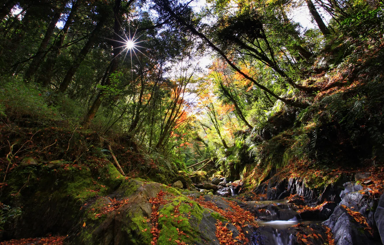 Photo wallpaper greens, forest, the sun, trees, river, stream, stones, moss