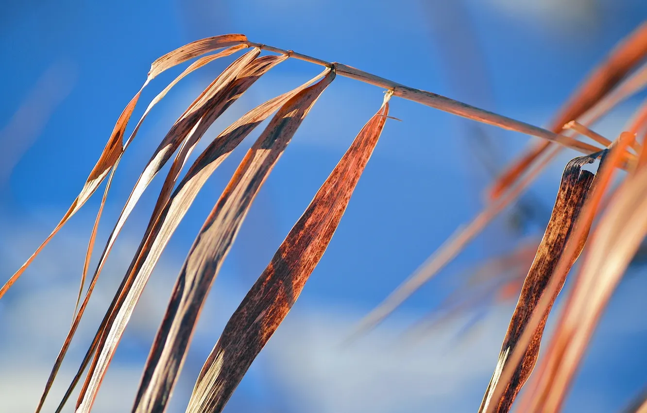 Photo wallpaper grass, macro, nature