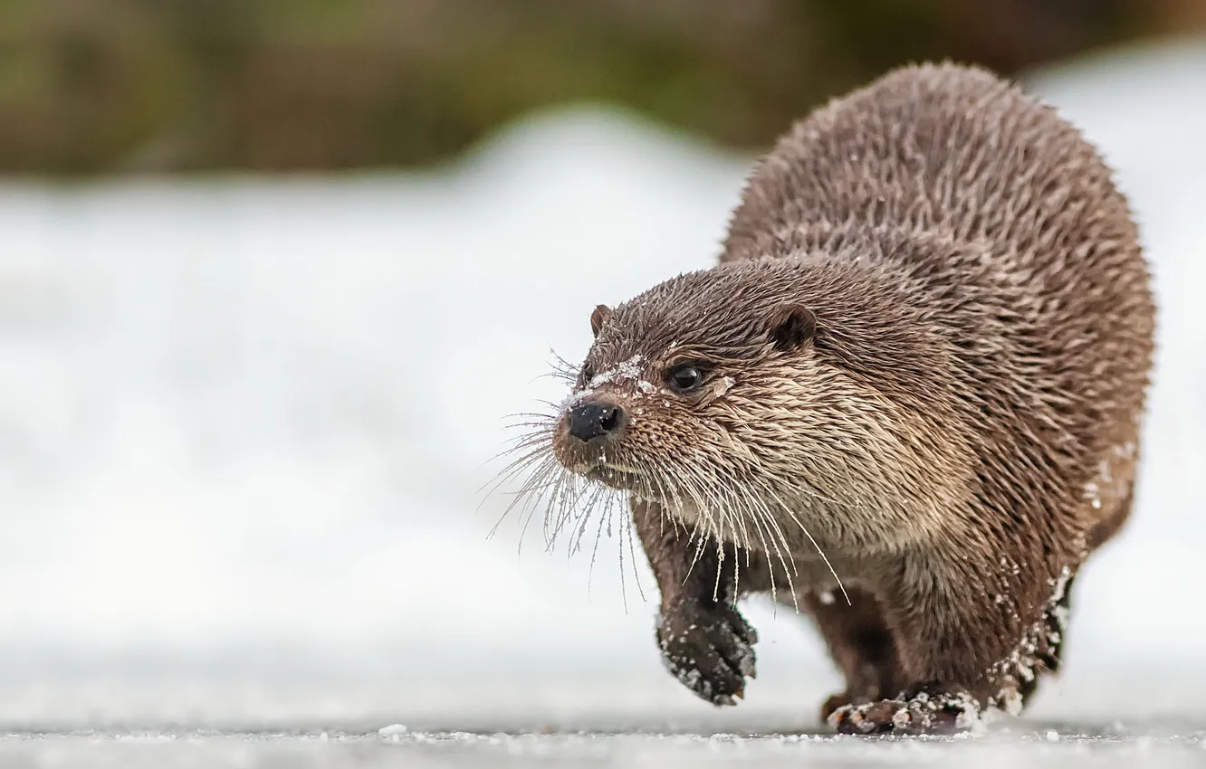 Photo wallpaper winter, ice, otter