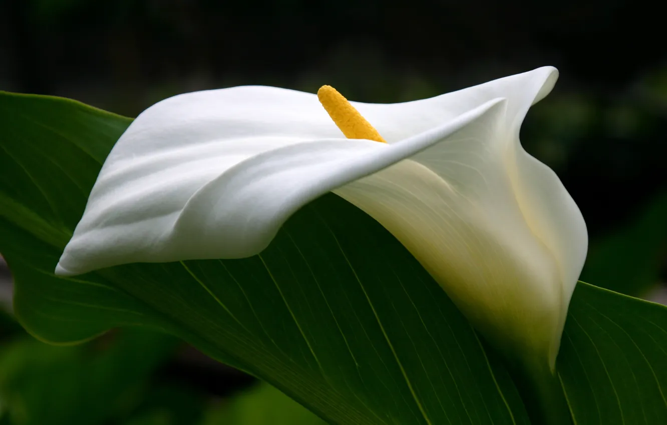Photo wallpaper flower, tenderness, curves, pistil, Calla lilies