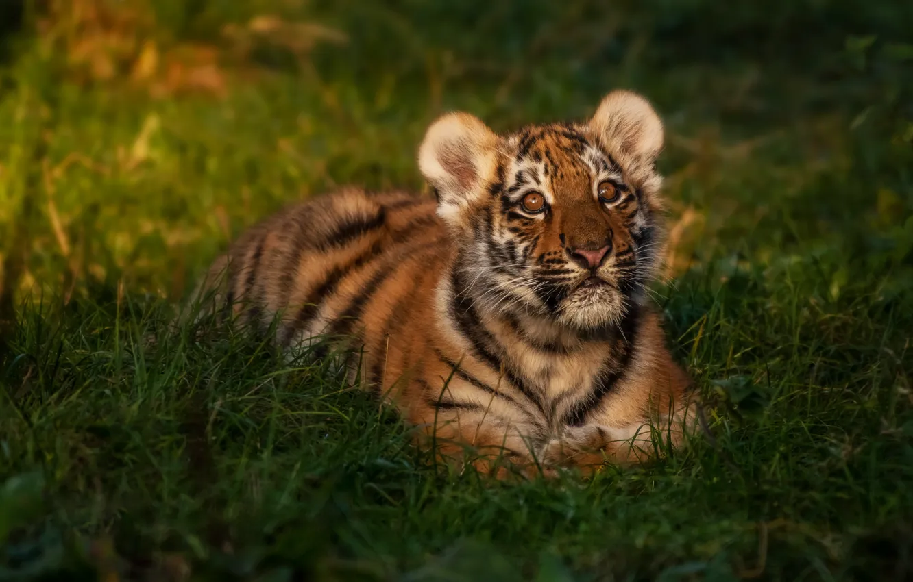 Photo wallpaper grass, look, face, light, nature, tiger, baby, lies