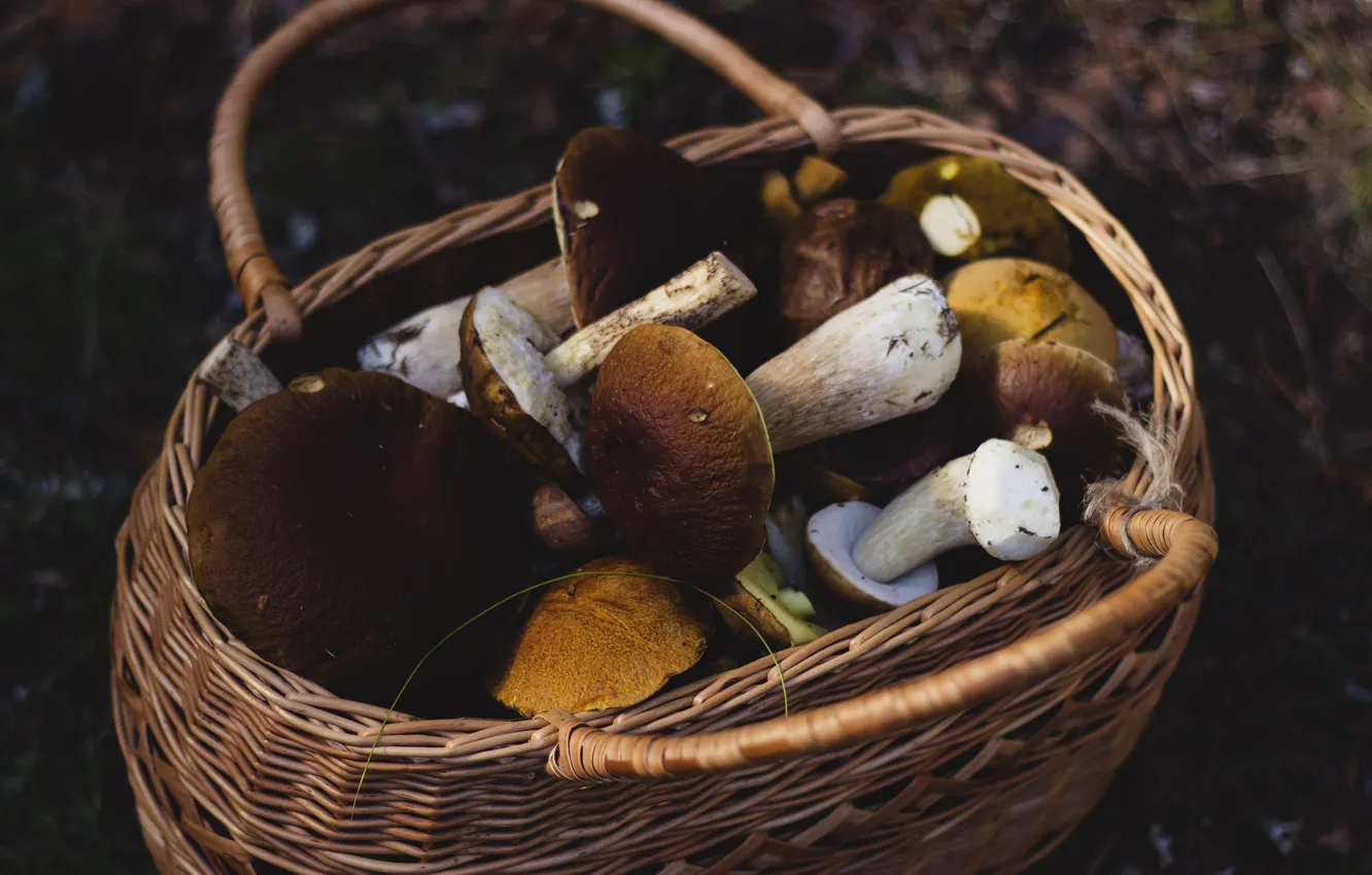 Photo wallpaper the dark background, mushrooms, harvest, basket, a lot, White mushroom, white mushrooms, the discovery of …