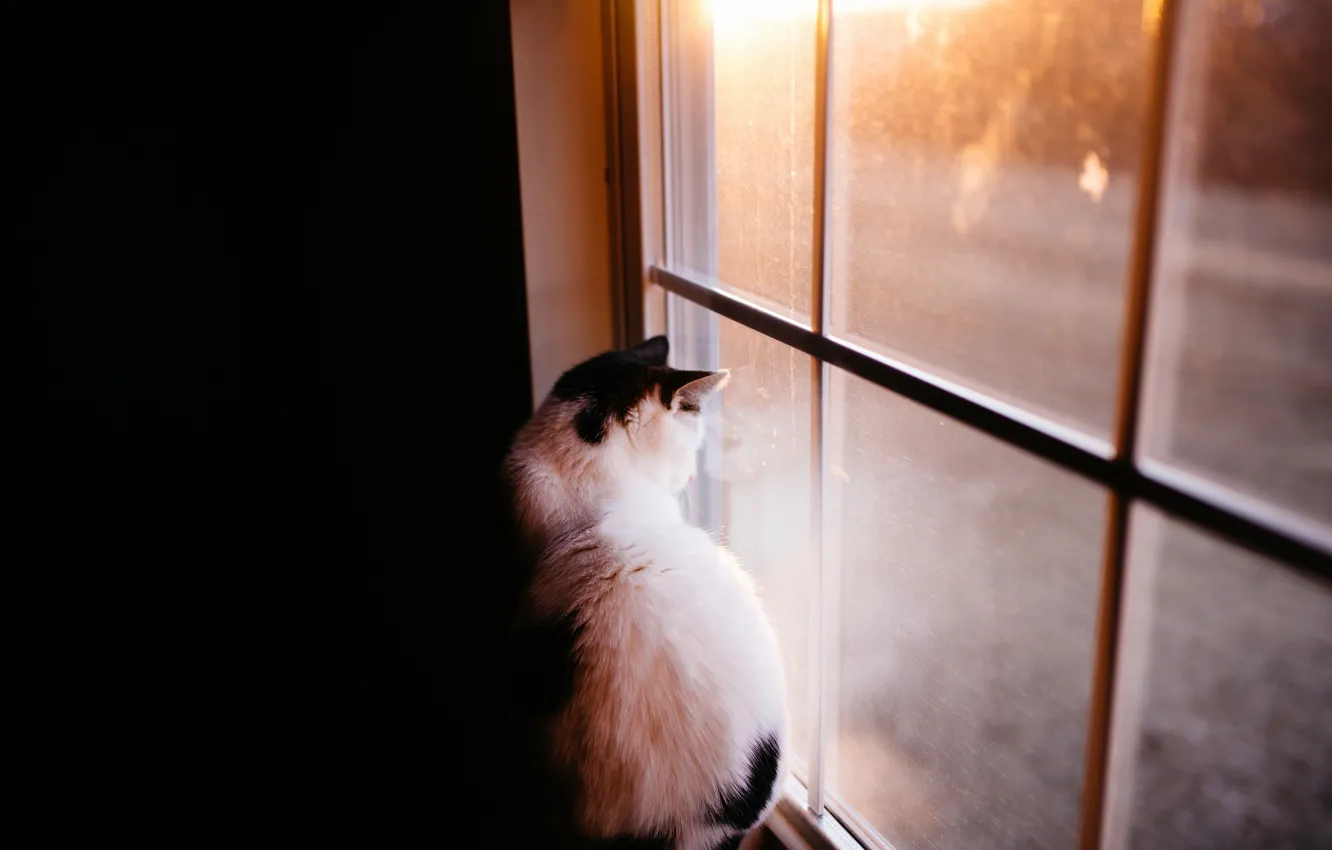 Photo wallpaper cat, home, window