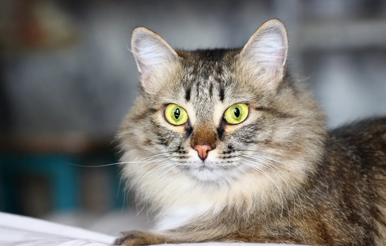 Photo wallpaper cat, look, background, cat