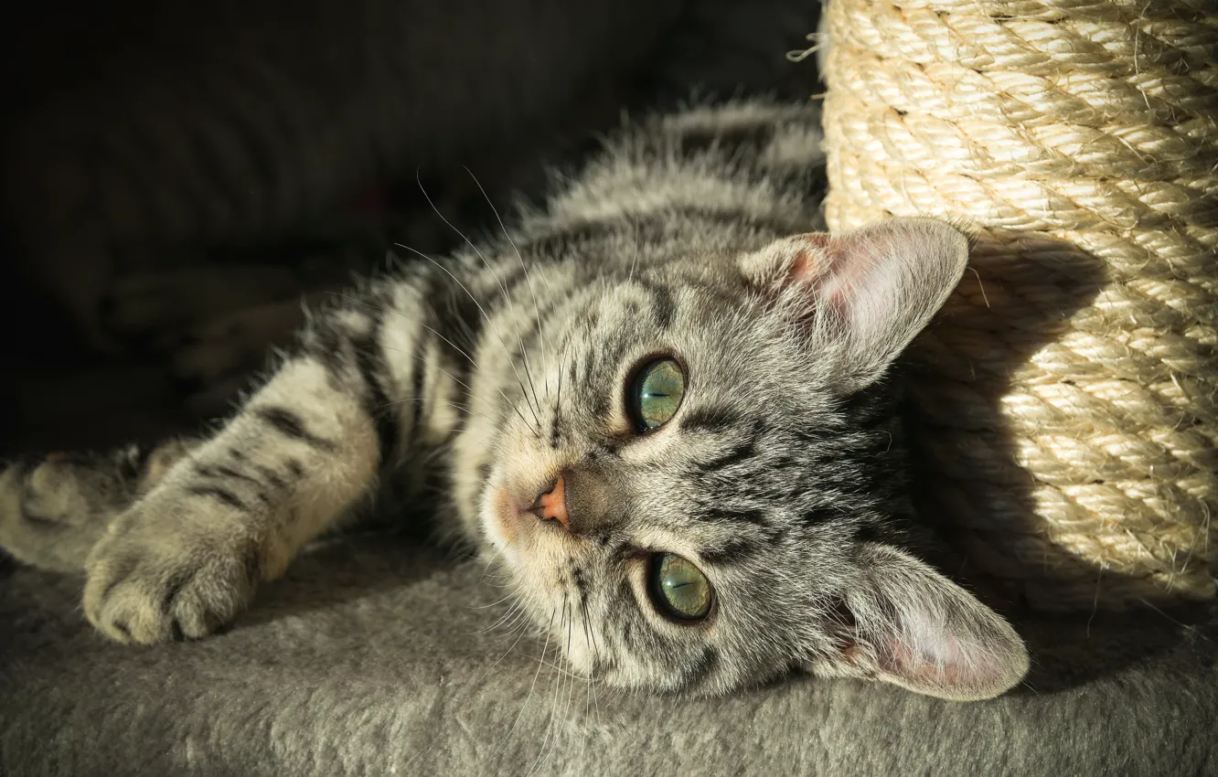 Photo wallpaper cat, cat, look, muzzle, kitty, scratching post