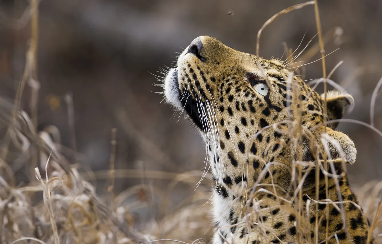 Photo wallpaper grass, look, face, nature, leopard, looking up